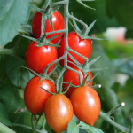 ripening tomatoes