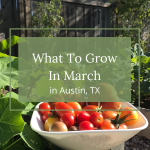 march planting calendar for austin texas