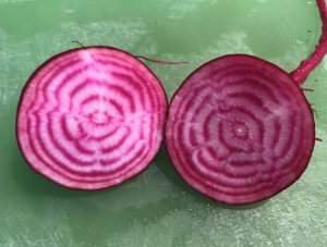chiogga beet