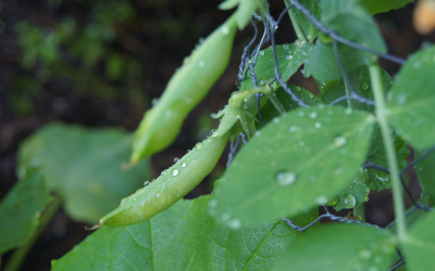How to Grow Sugar Snap Peas in Central Texas
