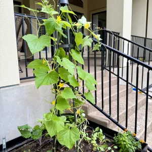 pyramid obelisk with cucumber growing up