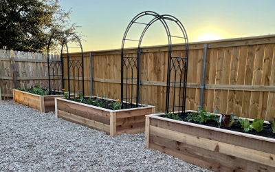 How Does the Lettuce Grow Something Design Process Work?
