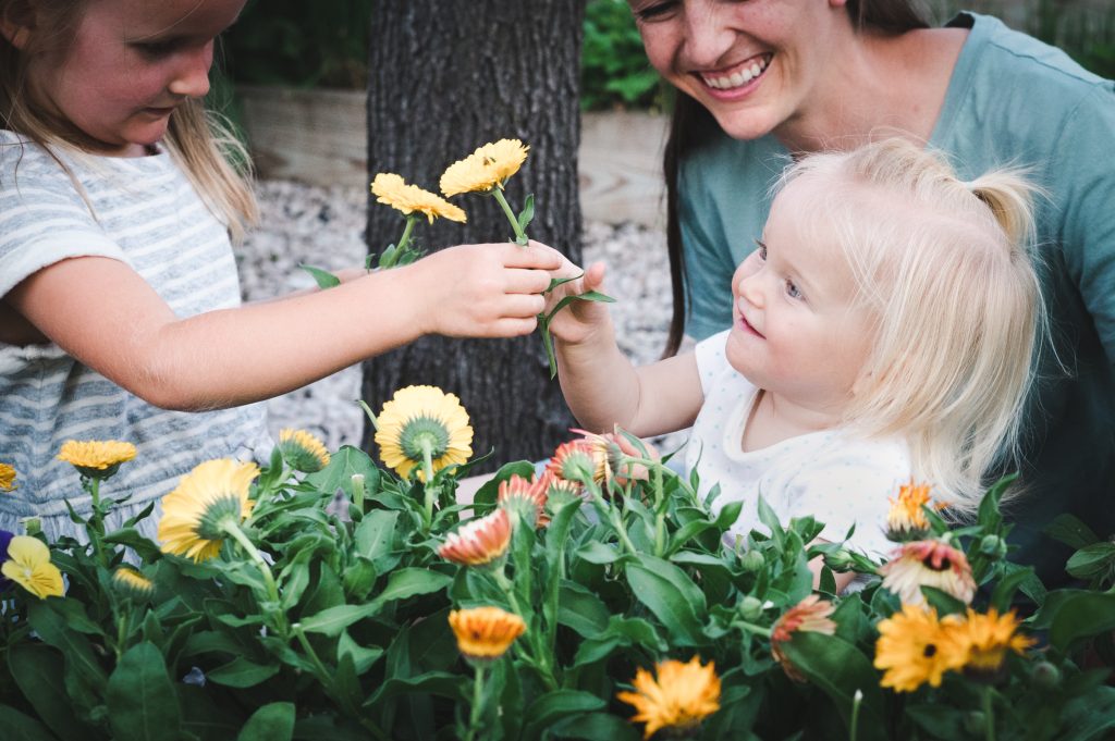 cut flowers