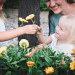 cut flowers