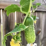 cucumbers growing