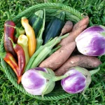 sweet potato harvest