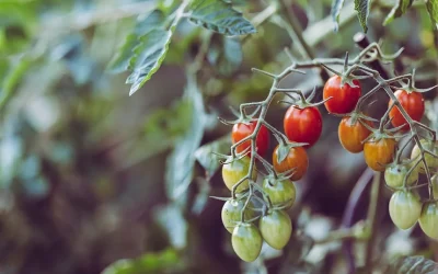 How to Grow Tomatoes in the Fall in Central Texas