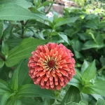 salmon zinnia growing in the summer garden