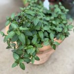 growing mint in a pot