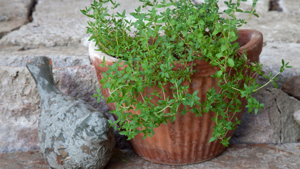 thyme growing