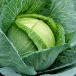 how to grow cabbage