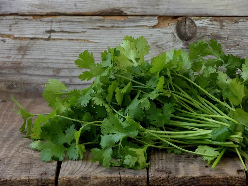 Harvested cilantro leaves on a wood table