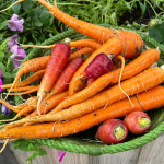large carrot harvest from raised bed garden