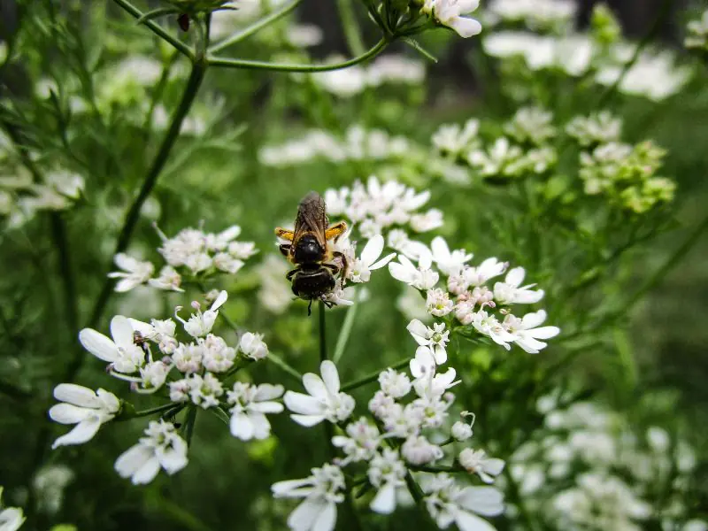 cilantro flowers