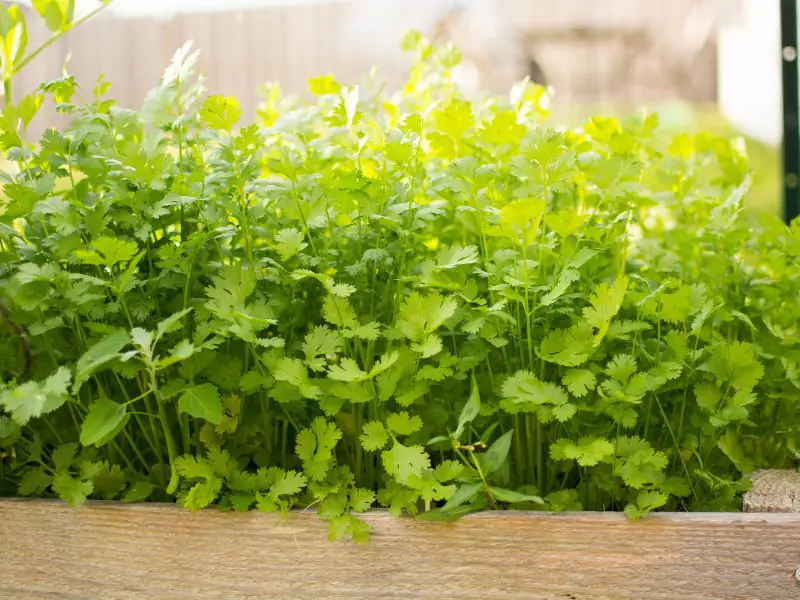 cilantro growing in a wood raised bed