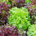 lettuce companion planting