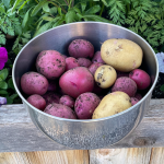 red and yellow potato harvest in a metal bowl sitting on the edge of a wood raised bed garden.