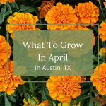 what to grow in april