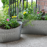 20 fruit and vegetables to grow in containers