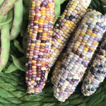Different varieties of corn to plant in Central Texas
