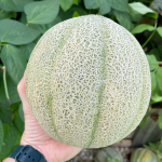 How to Grow Cantaloupe from Seed. Photo of harvested cantaloupe