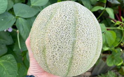 How to Grow Cantaloupe in Central Texas