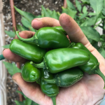 when to plant jalapenos in texas