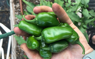 How to Grow Peppers in Central Texas