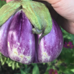 rosa bianca eggplant grown in austin texas