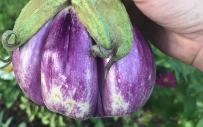 How to Grow Eggplant in Central Texas