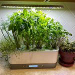 what are the best plants to grow in an aerogarden