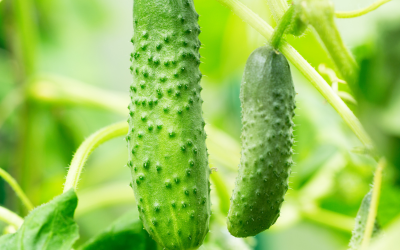 7 Tips for Growing Cucumbers in Texas