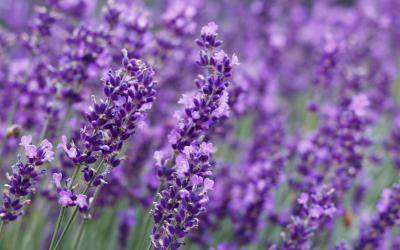 How to Grow and Care for Lavender in Central Texas