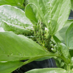 aphids on plant