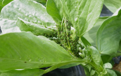 How to Get Rid of Aphids in the Vegetable Garden
