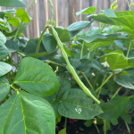 do cowpeas need a trellis