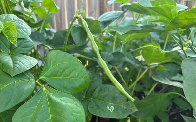 How to Grow Cowpeas from Seed to Harvest in Texas