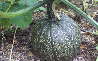 Tips for Growing Winter Squash in Central Texas