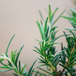 all rosemary is edible