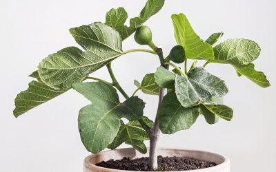 The Best Fertilizer for Growing Fig Trees in Pots