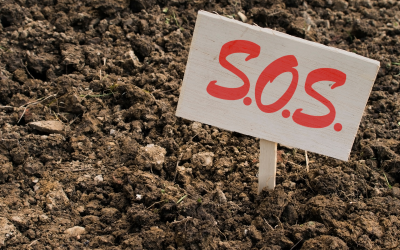 15 of the Best Vegetable Plants to Grow in Clay Soil