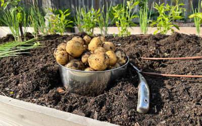 The Best Soil for Growing Potatoes in Containers