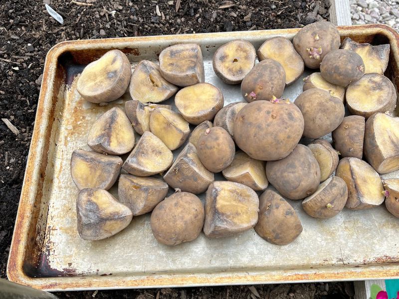 chitted potatoes that have been cut and cured. ready for planting.