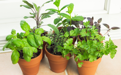 Easy Container Gardening Basics for Beginners