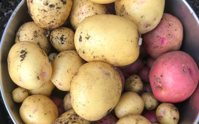 The Complete Guide to Growing Potatoes (Step by Step for Beginners)