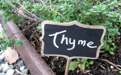 How to Grow Thyme Plants from Seed to Harvest