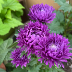 Best Fall Flowers to Plant - Asters