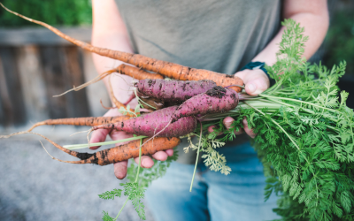 Growing Carrots: How Long for Carrot Seeds to Sprout?