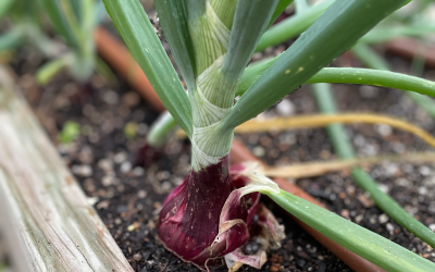 Our Best Tips for Planting Onion Seeds in the Fall