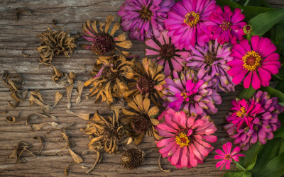 How to Collect and Save Zinnia Seeds for Next Year